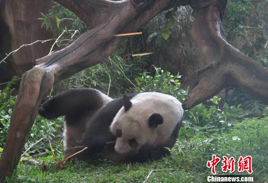 D顰似(c)L z