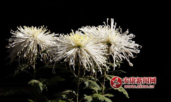 10京`ŵľջ鿶bȻһʒɪͼȡζɢl(f).jpg